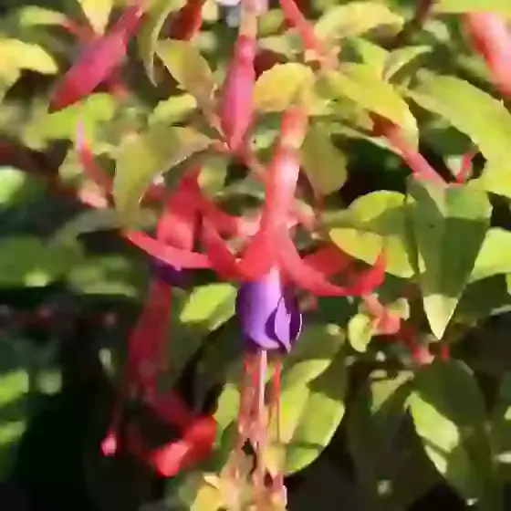Fuchsia Genii 